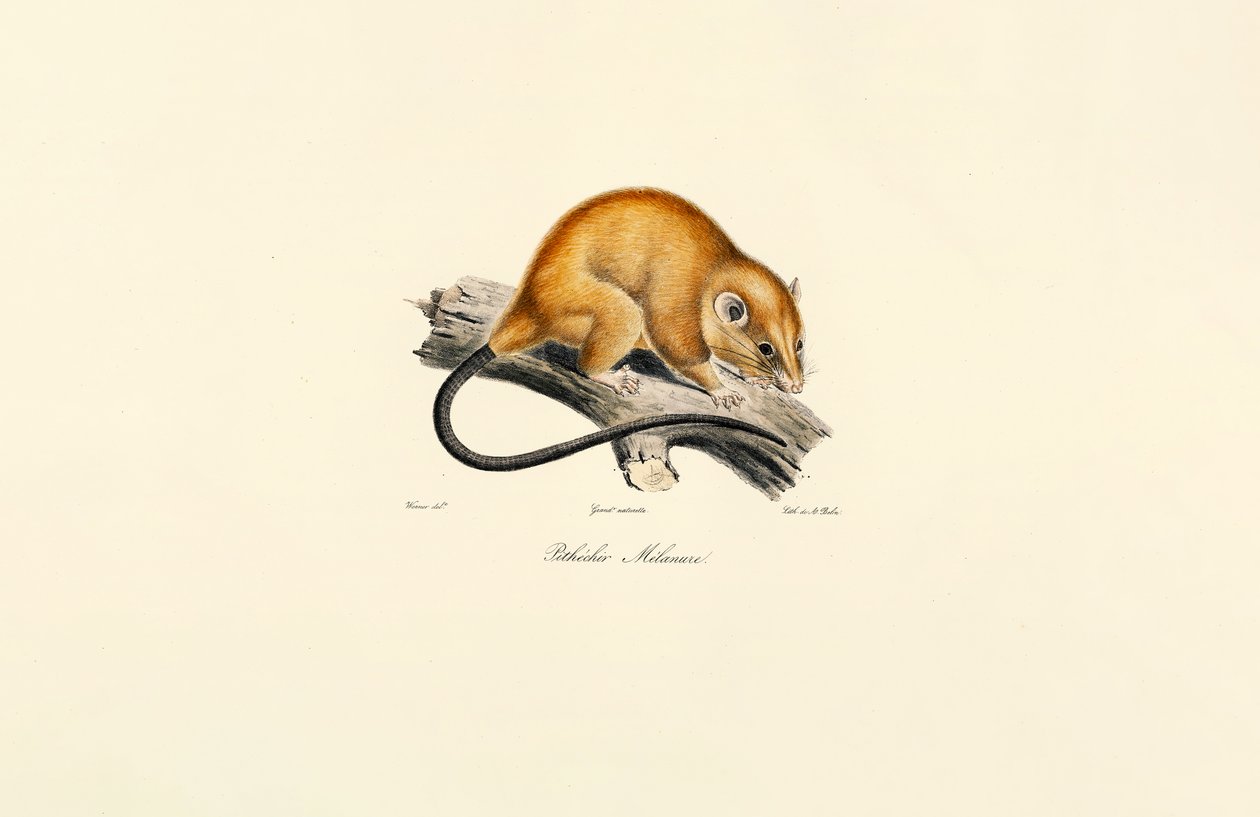 Red-bellied Squirrel (Pithécidie Mélanure) - Jacques Christophe Werner