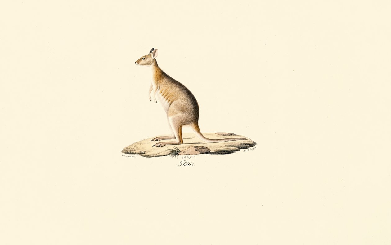 Pademelon à cou rouge - Jacques Christophe Werner
