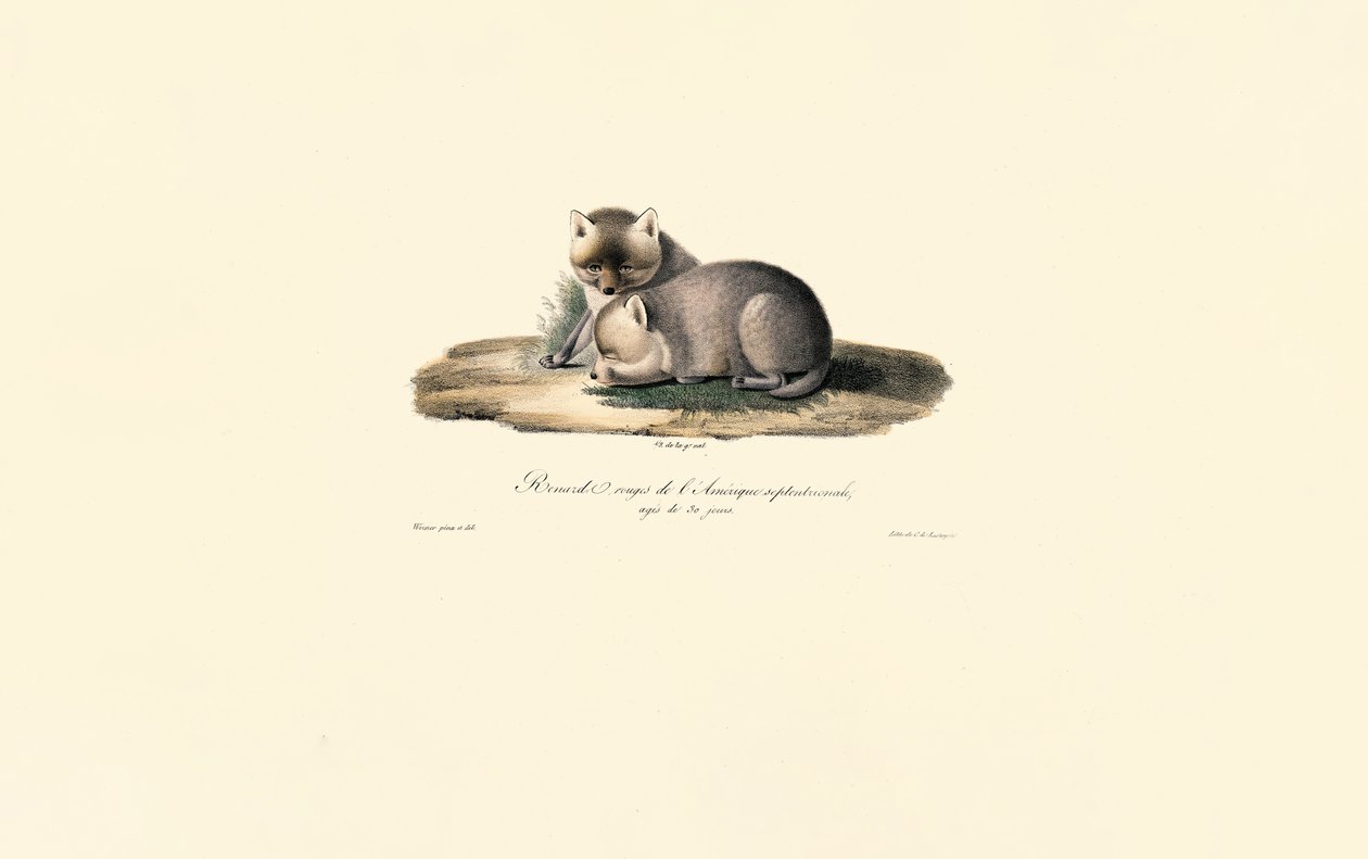 Renard roux et louveteau - Jacques Christophe Werner