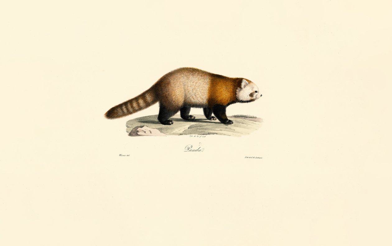 Panda roux (Ailurus fulgens) - Jacques Christophe Werner