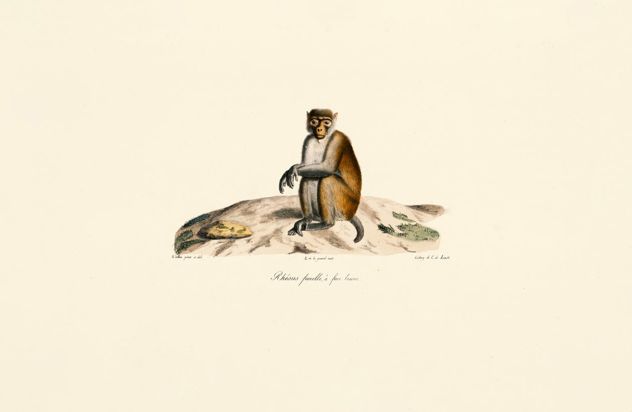 Macaque rhésus (Macaca mulatta) - Jacques Christophe Werner