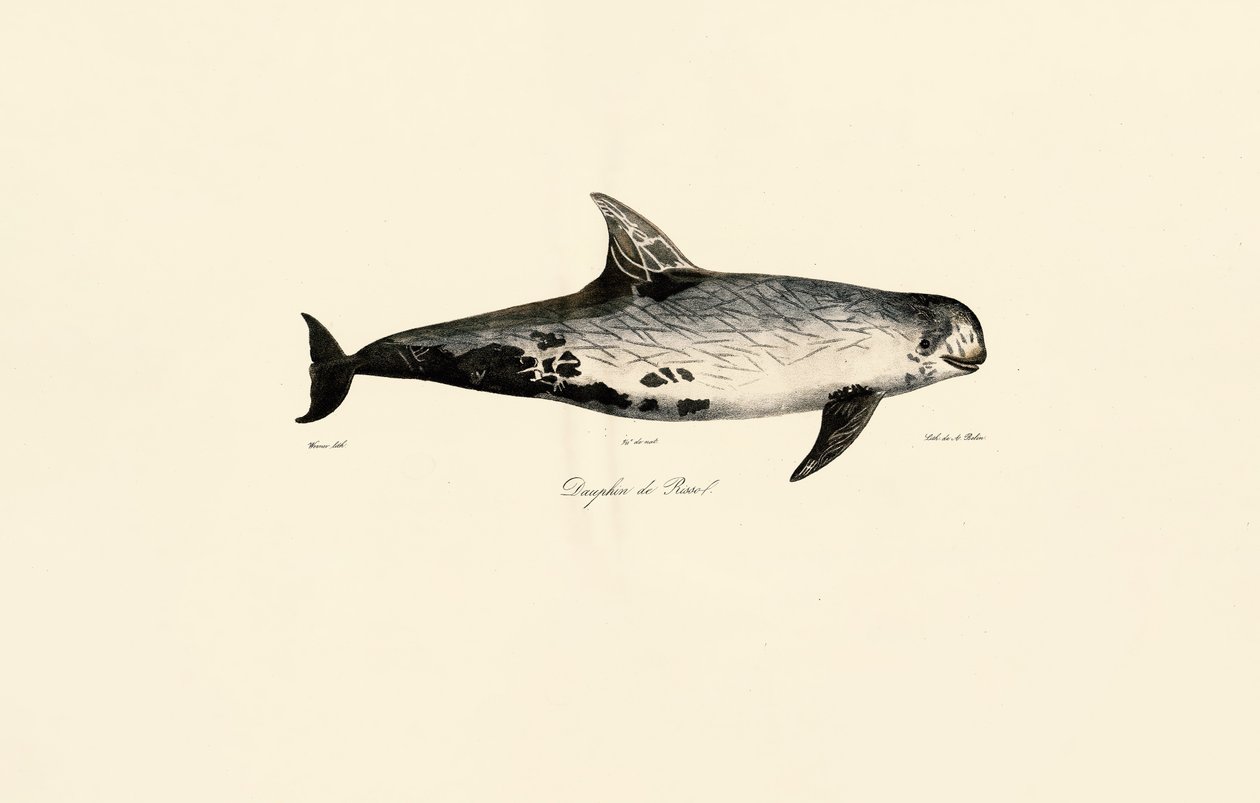 Dauphin de Risso - Jacques Christophe Werner