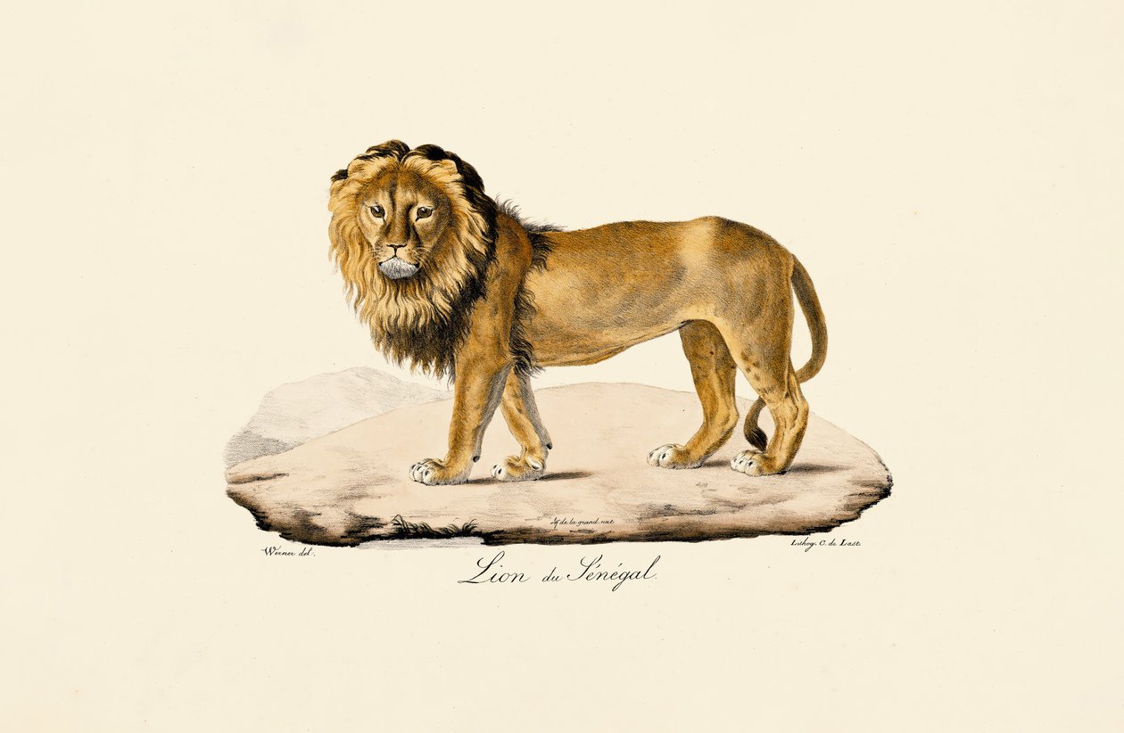 Lion du Sénégal - Jacques Christophe Werner