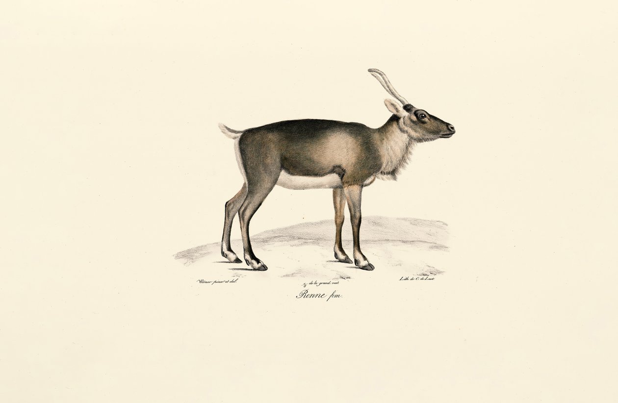 Siberian Musk Deer (Moschus moschiferus) - Jacques Christophe Werner