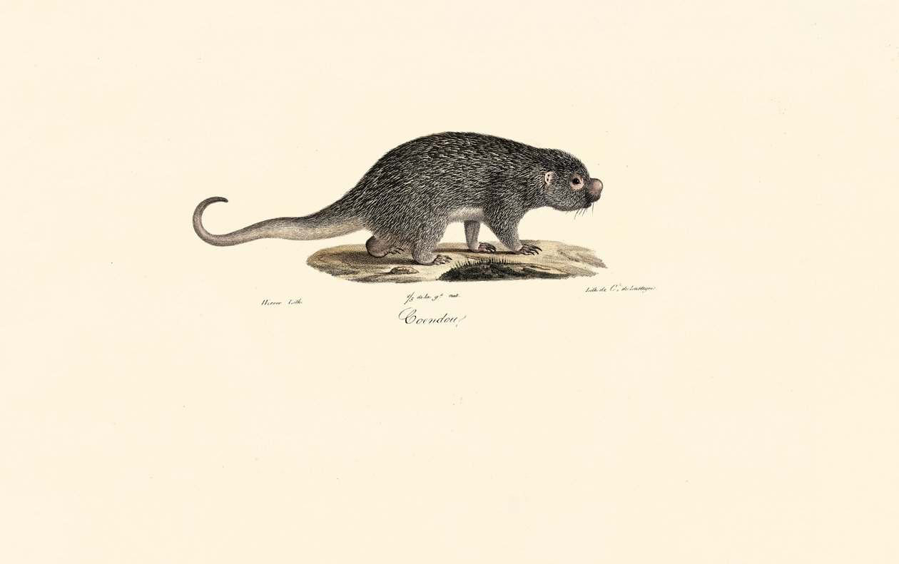 Rat épineux - Jacques Christophe Werner