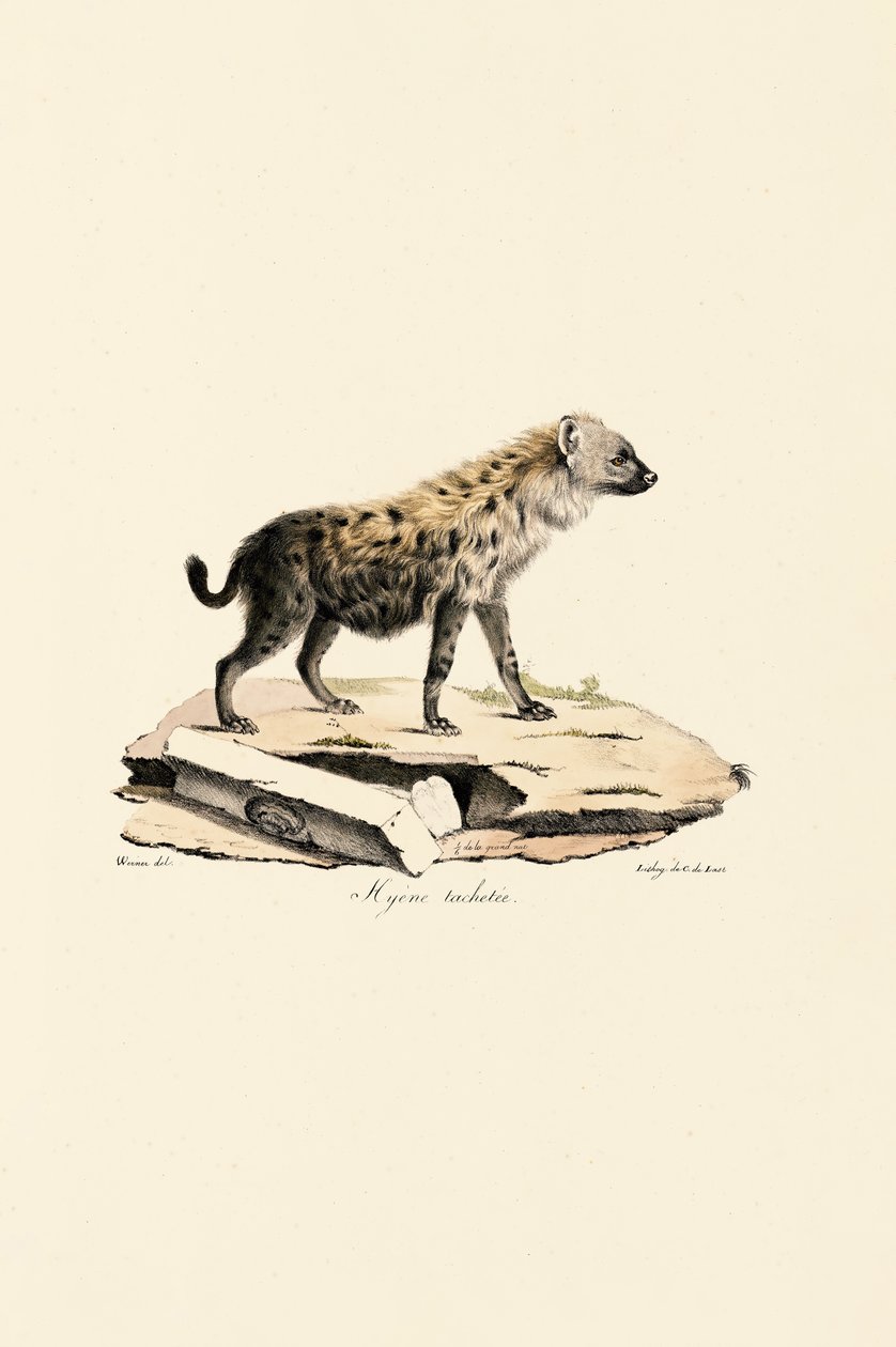 Hyène tachetée - Jacques Christophe Werner