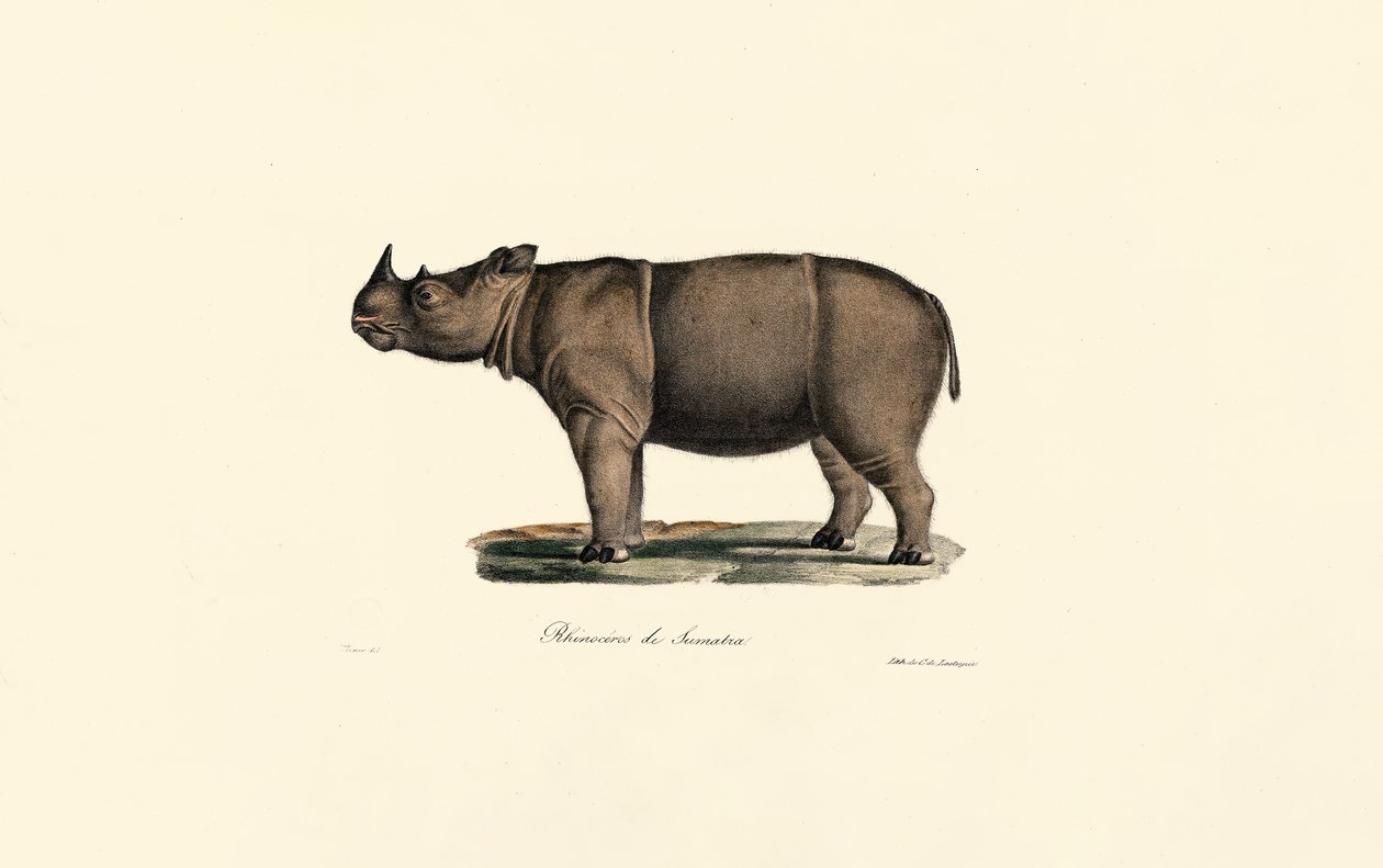 Rhinocéros de Sumatra - Jacques Christophe Werner
