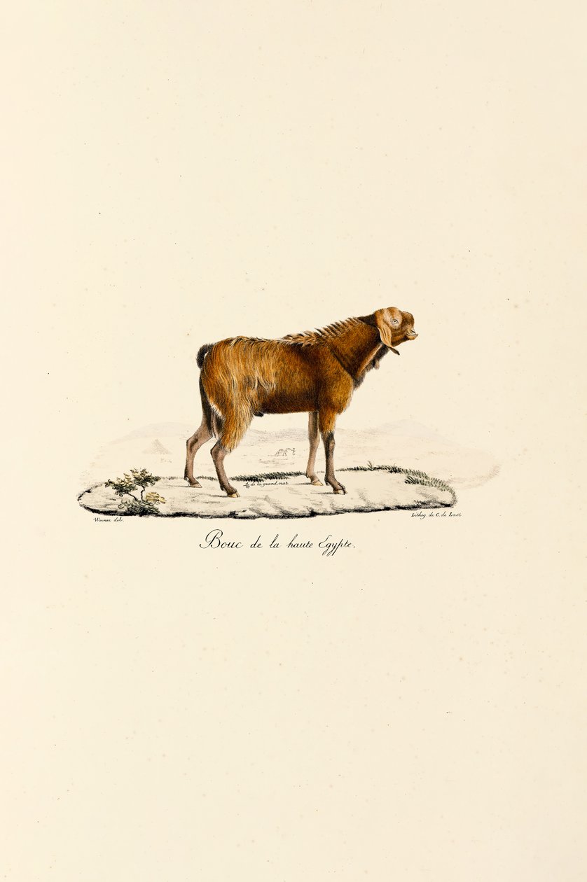 Bouc de Haute-Égypte - Jacques Christophe Werner