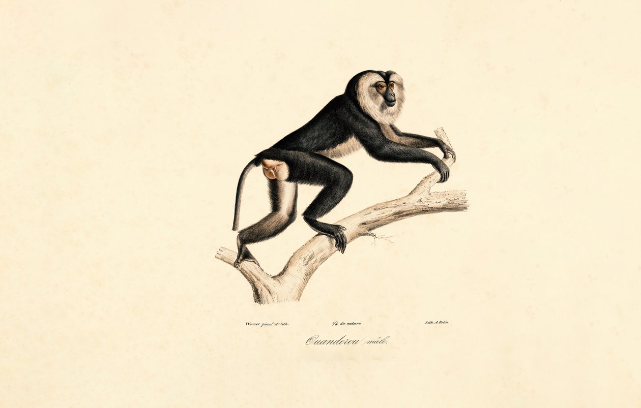 Mangabey à col blanc (mâle) - Jacques Christophe Werner