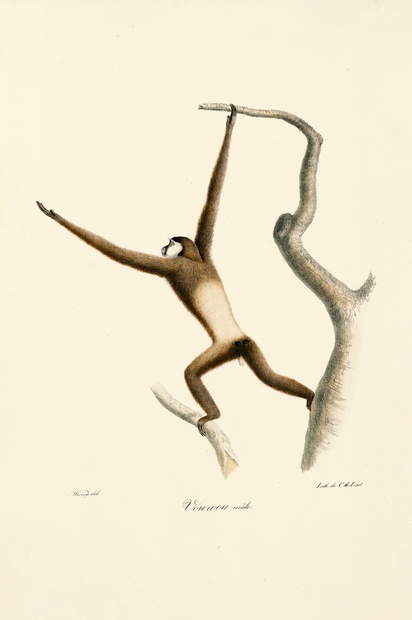 Gibbon à mains blanches (Hylobates lar) - Jacques Christophe Werner