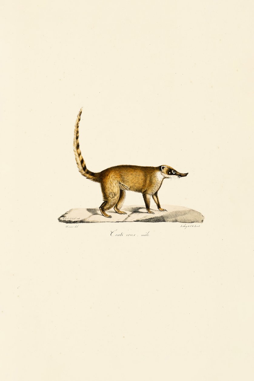 Coati à nez blanc (mâle) - Jacques Christophe Werner