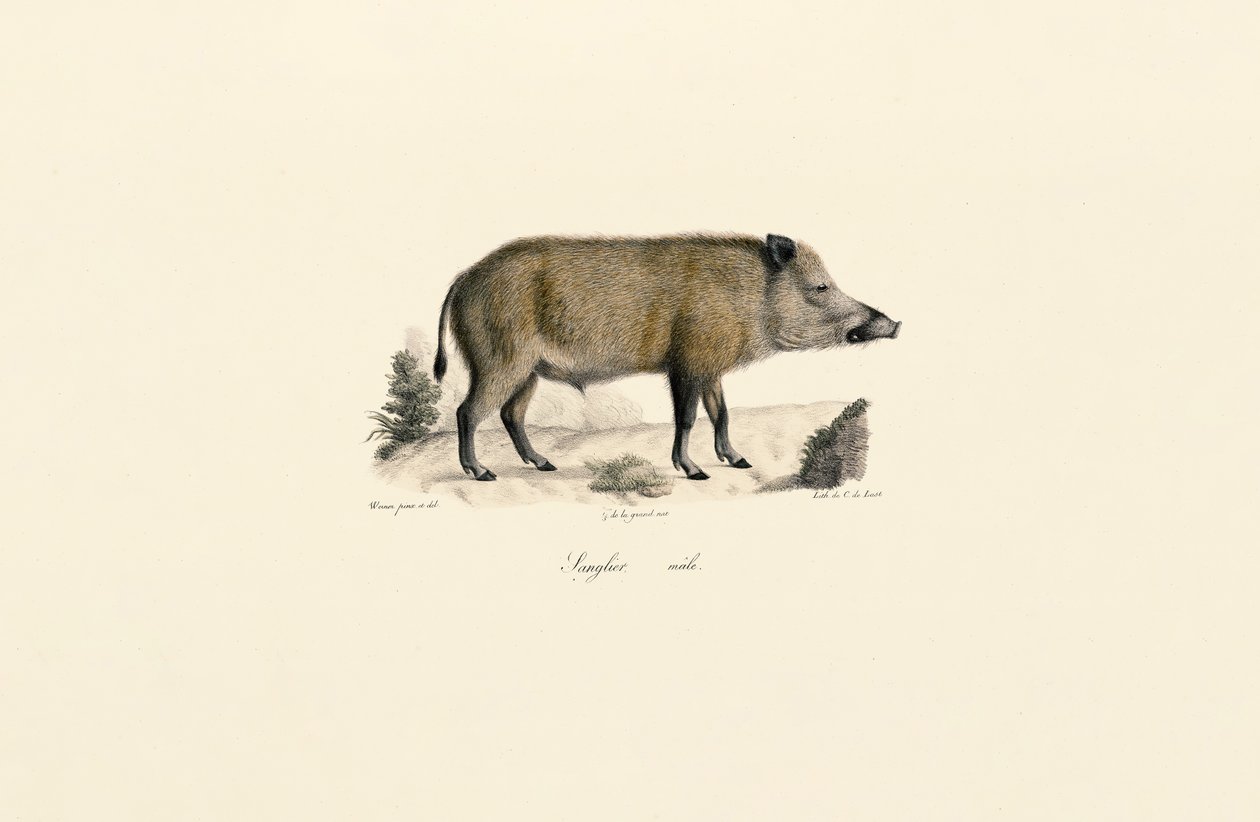 Sanglier - Jacques Christophe Werner