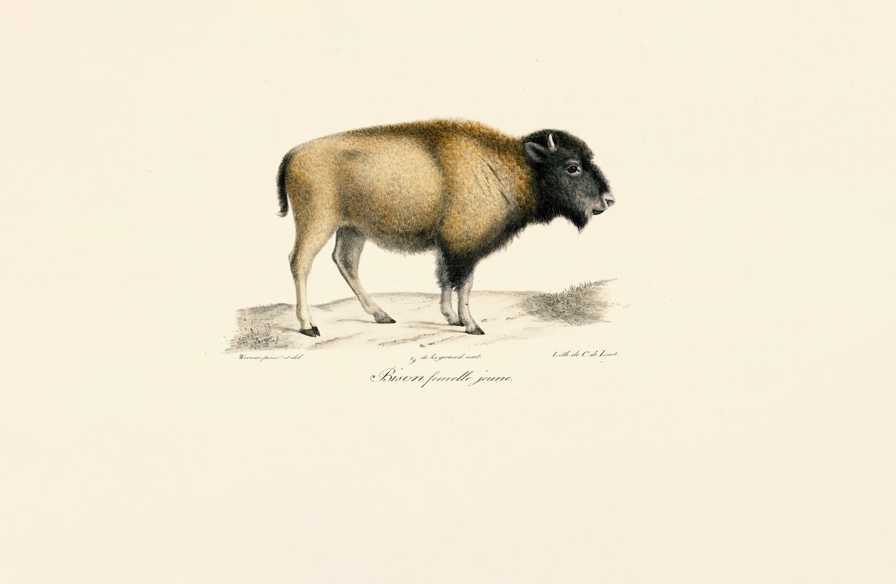 Jeune bison d