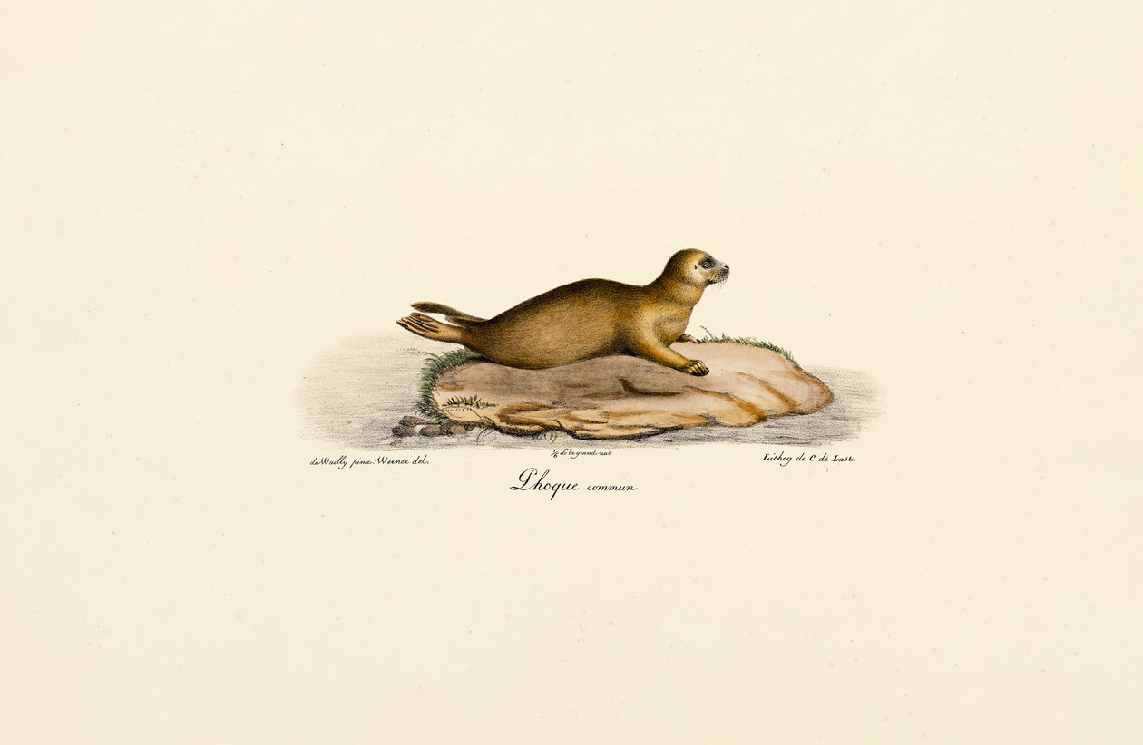 Jeune phoque commun - Jacques Christophe Werner