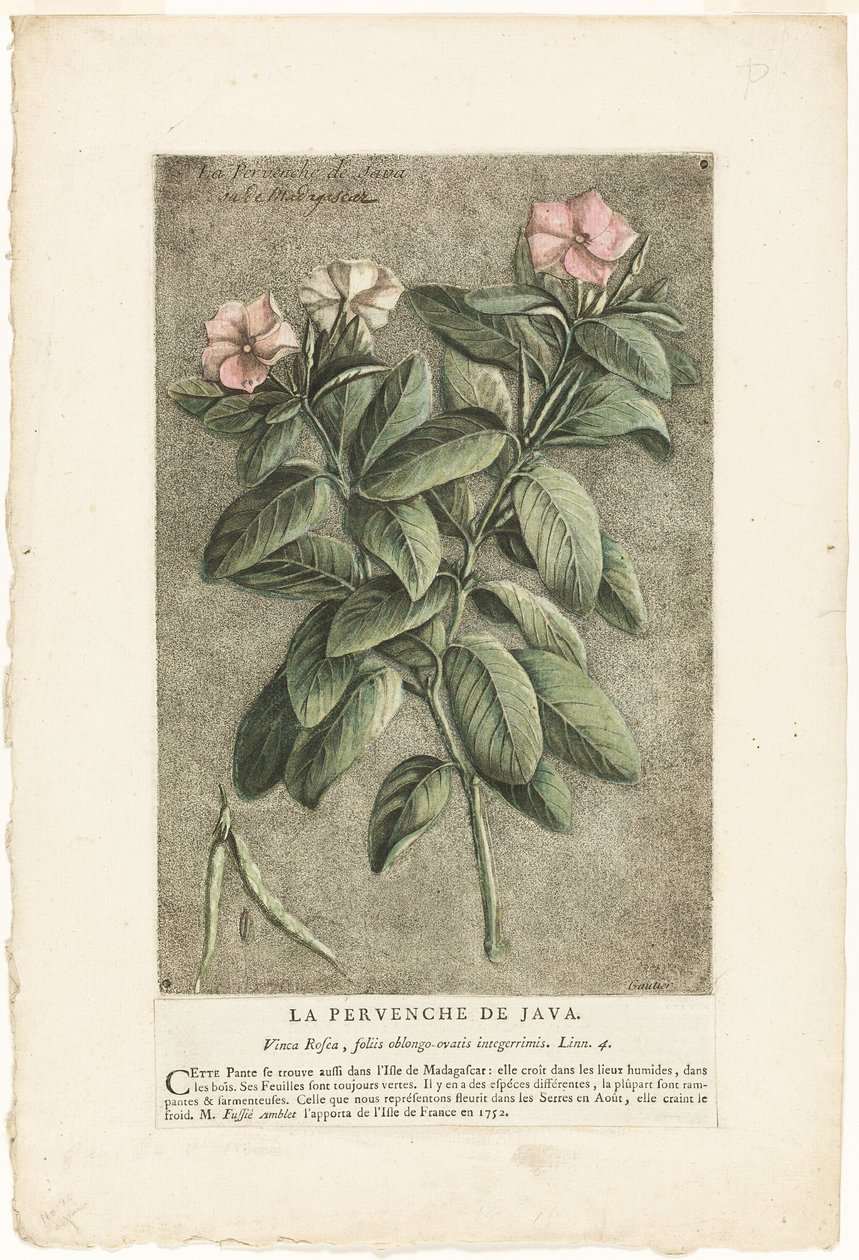 La pervenche de Java, tirée de la Collection de plantes usuelles, curieuses et étrangères - Jacques Fabien Gautier d