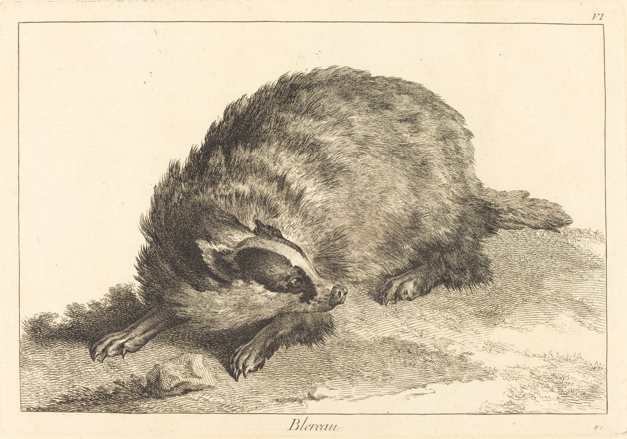 Blaireau - Jacques Philippe Le Bas and Jean Eric Rehn after Jean Baptiste Oudry
