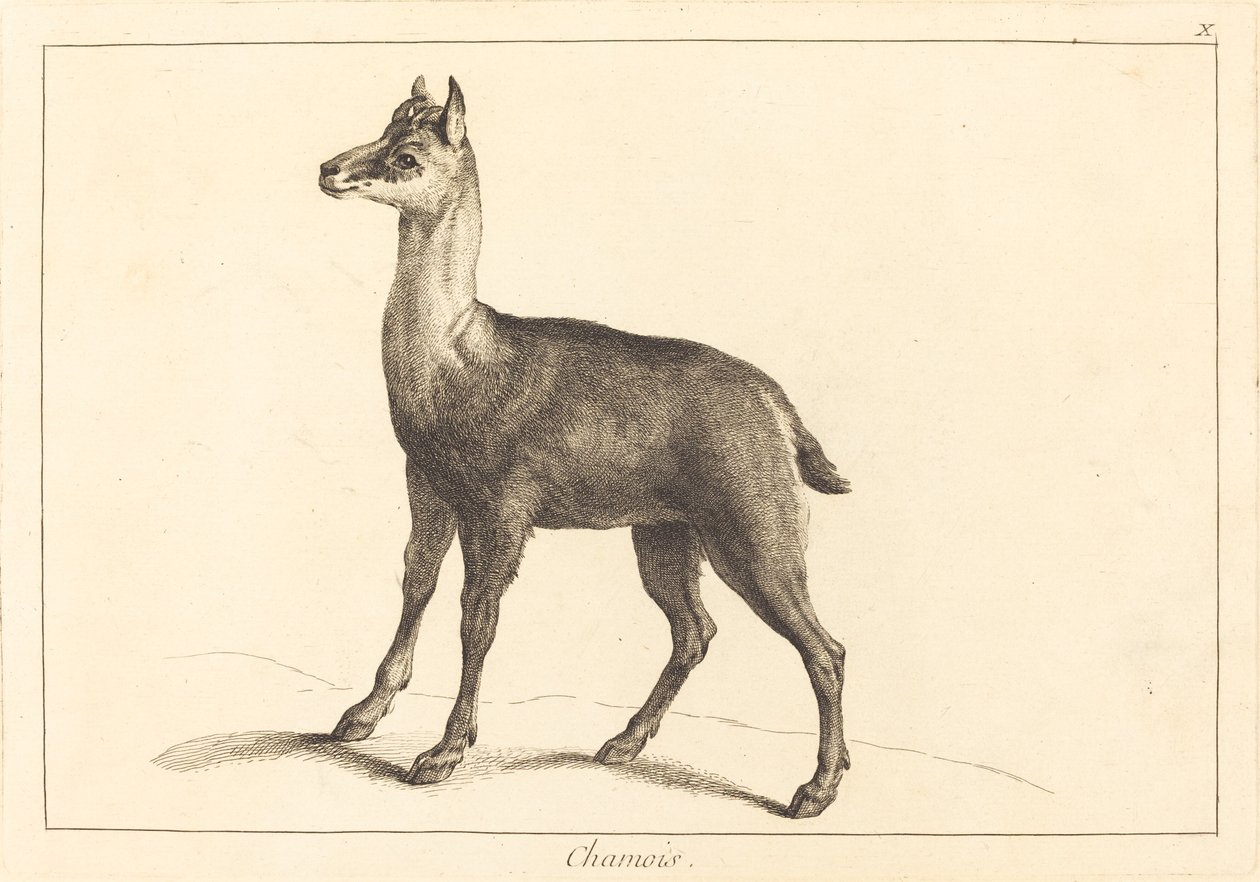 Chamois - Jacques Philippe Le Bas and Jean Eric Rehn after Jean Baptiste Oudry
