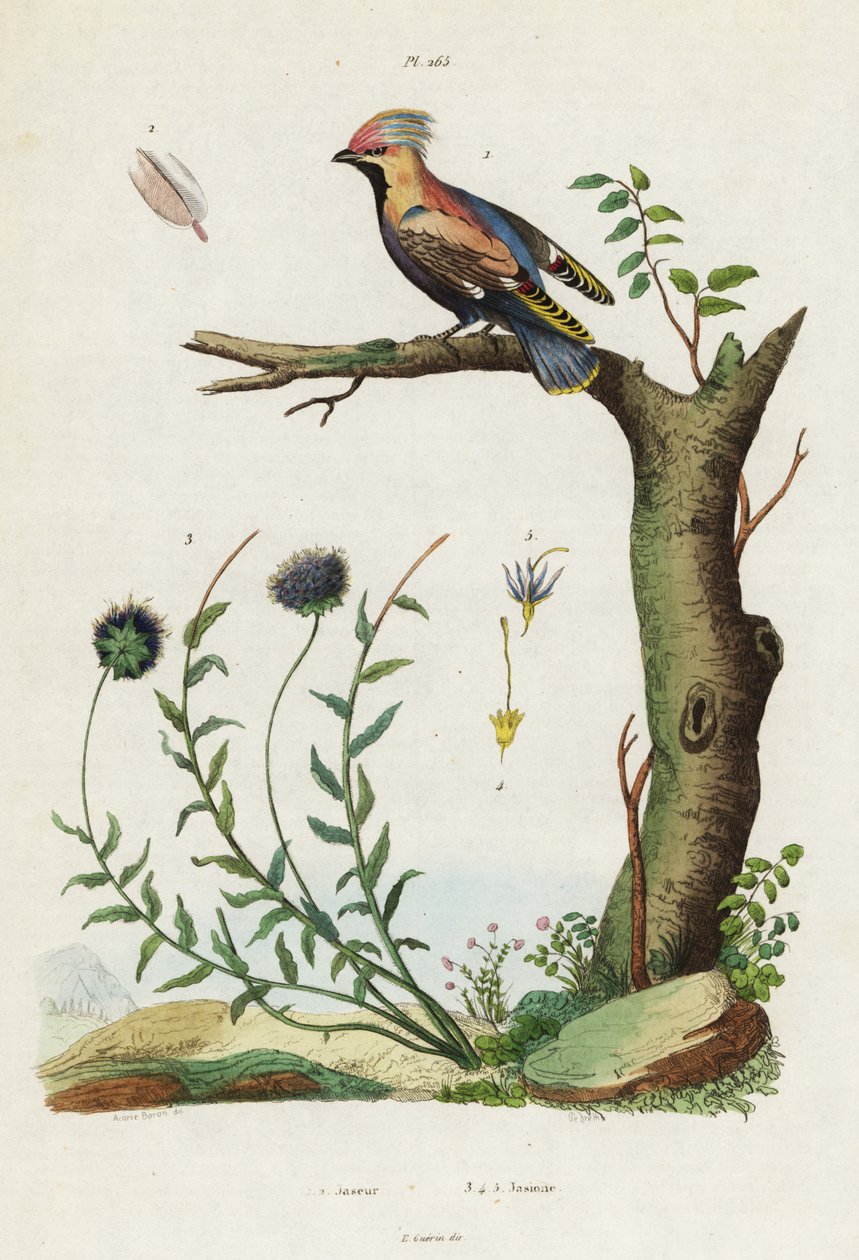 Jaseur de Bohême et jasione des montagnes - Jacques Reyne Isidore Acarie Baron