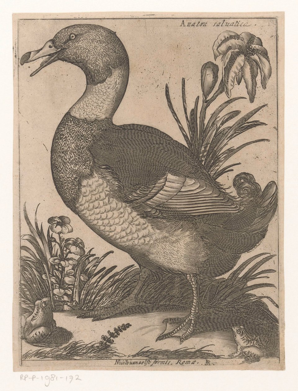 Canard - Jacques de Fornazeris