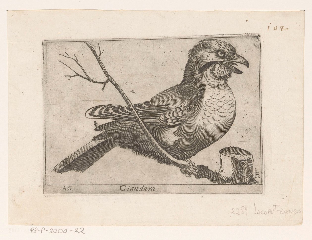 Geai des chênes (Garrulus glandarius) - Jacques de Fornazeris