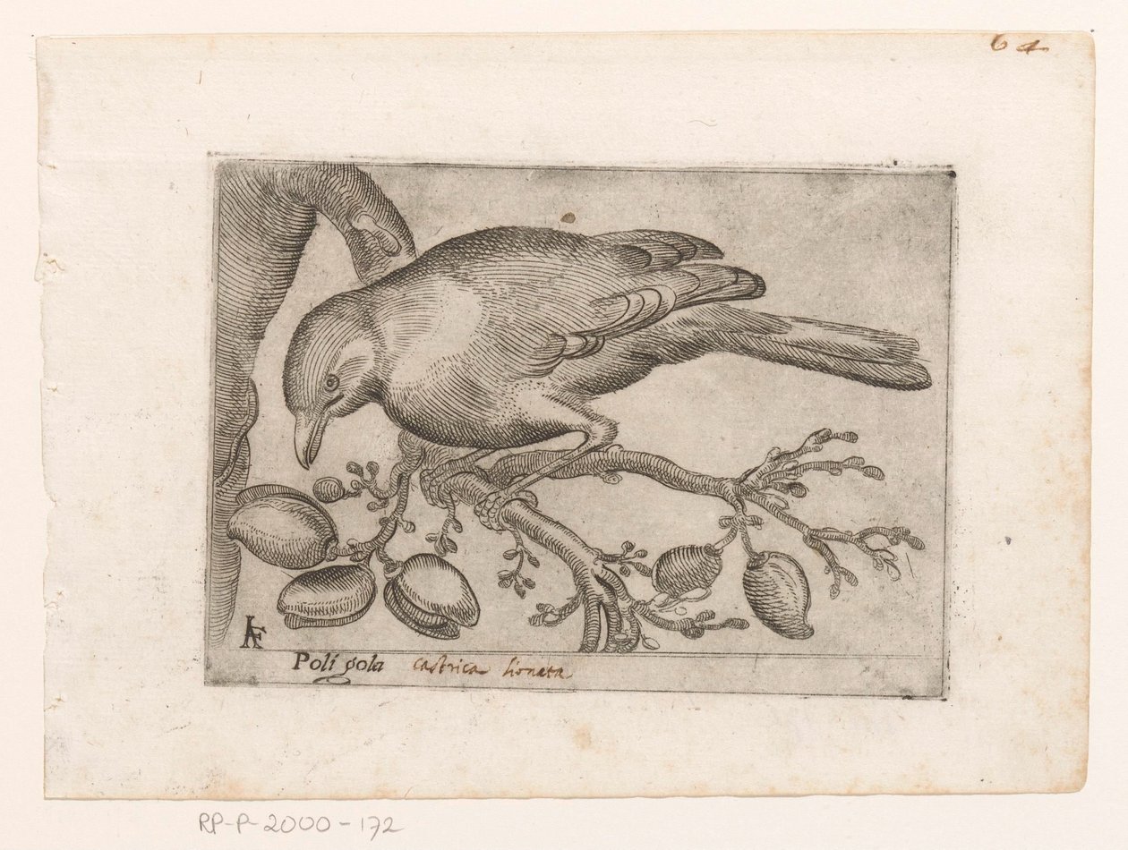 Oiseau - Jacques de Fornazeris