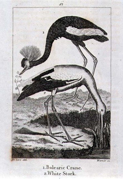 Grue Baléare et Cigogne Blanche, de 