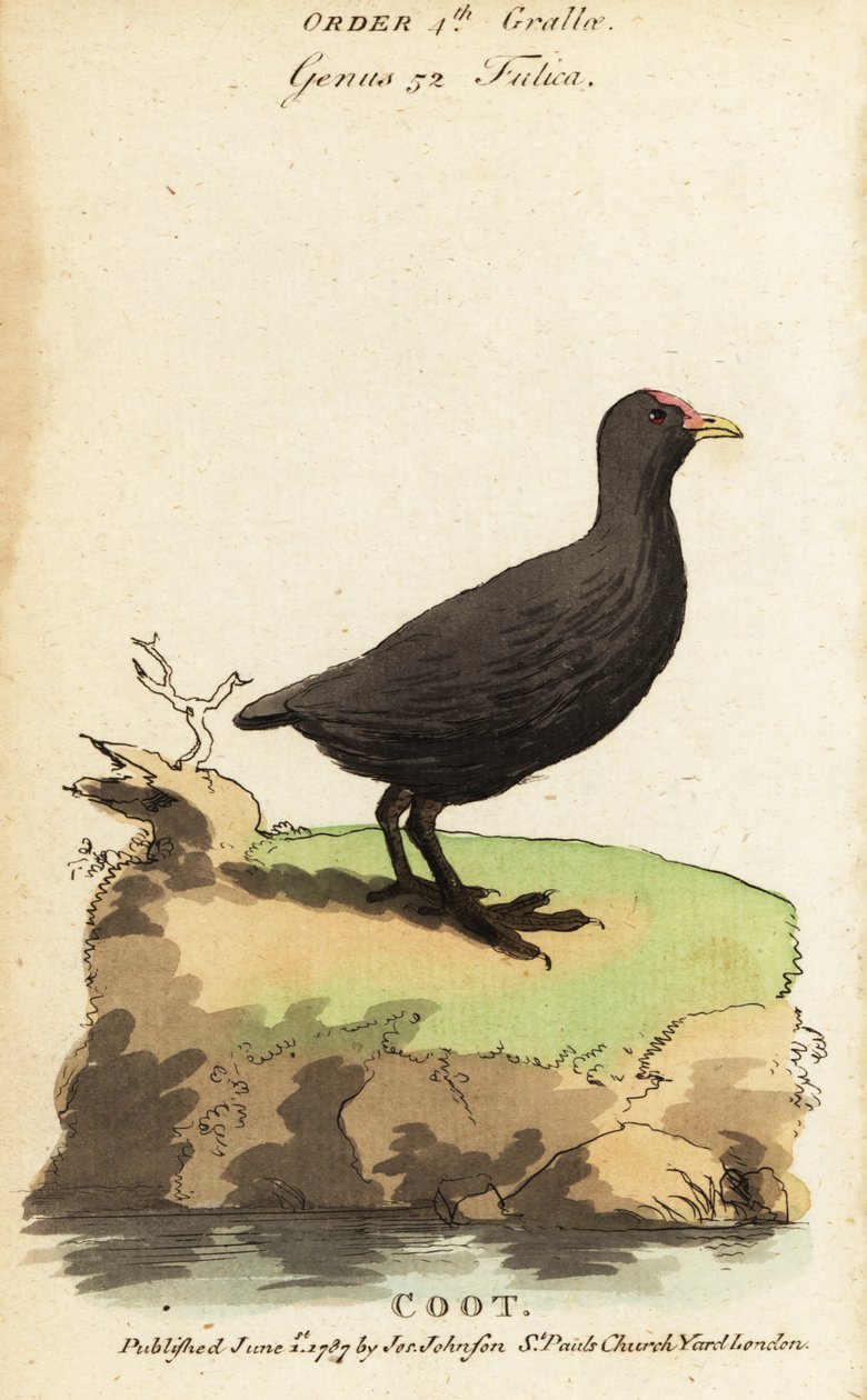 Foulque macroule, Fulica atra - Jacques de Seve