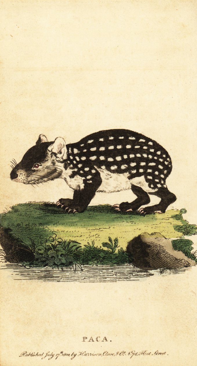 Paca des plaines ou paca tacheté, Cuniculus paca (gravure) - Jacques de Seve