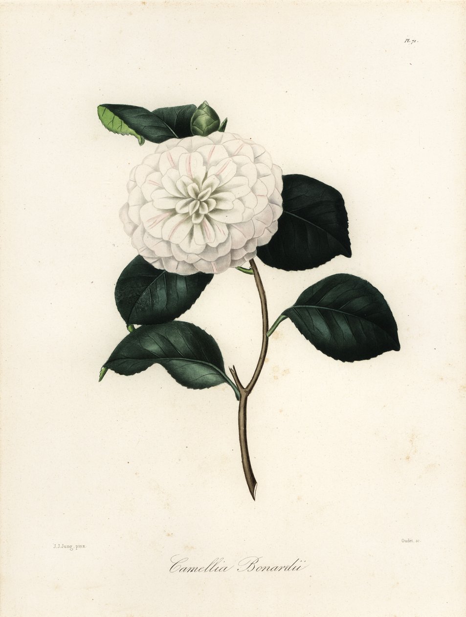 Camélia japonica variété, Camélia bonardii ou Camélia bonnardii - Jakob (after) Jung