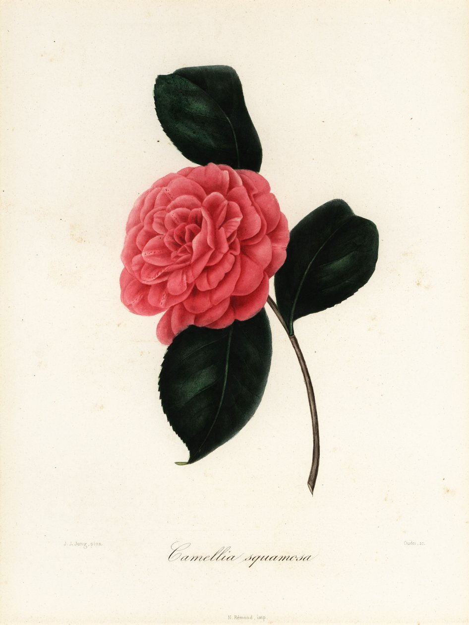 Camélia japonica variété, Camellia squamosa ou Camellia squammosa - Jakob (after) Jung