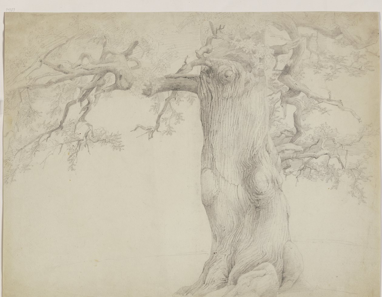 Vieux arbre - Jakob Becker