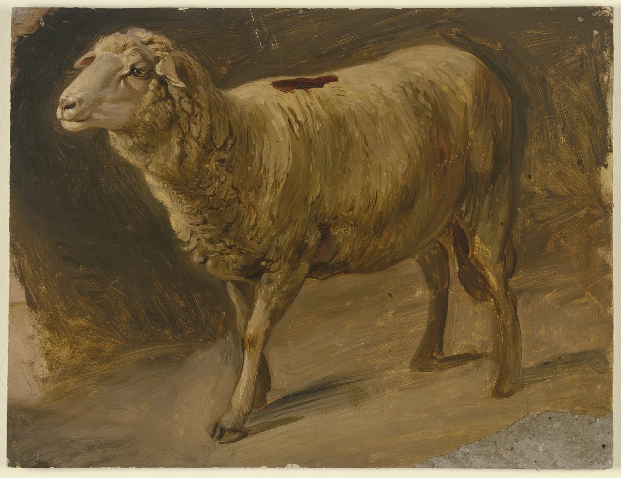 Moutons - Jakob Becker