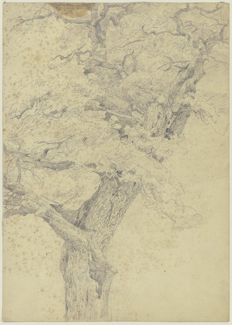 Arbre - Jakob Becker