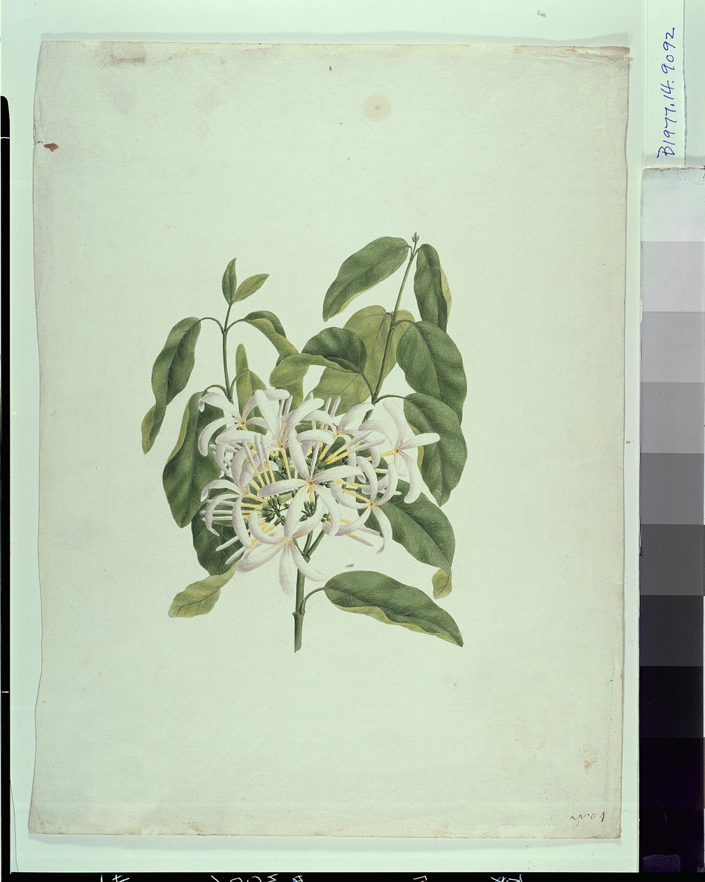 Taberne Montana (Feuilles et Fleurs) - James Bruce
