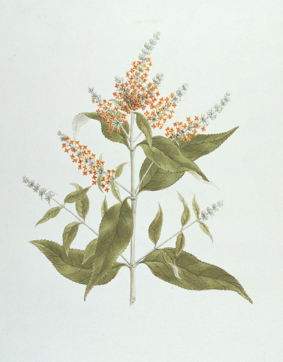 Umtar (Buddleia polystachya) - James Bruce
