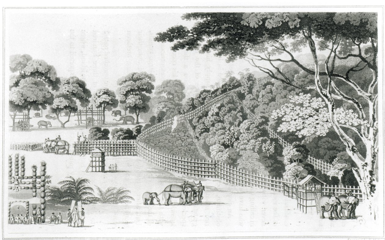 Piège à éléphants à Kotawy, volume I de 