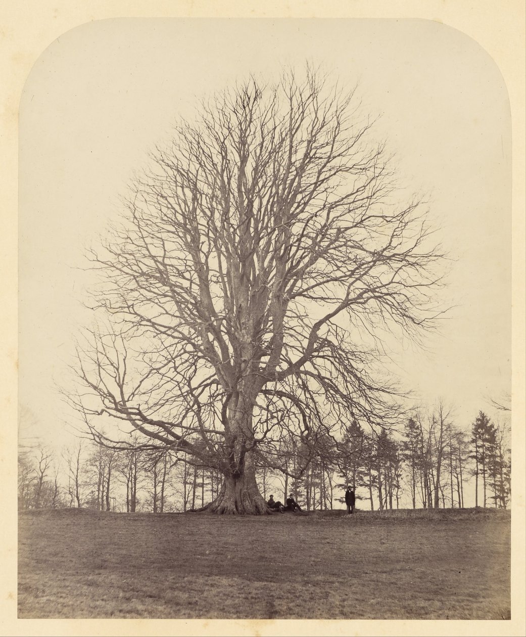 Grand hêtre sur Manor Hill - James Sinclair