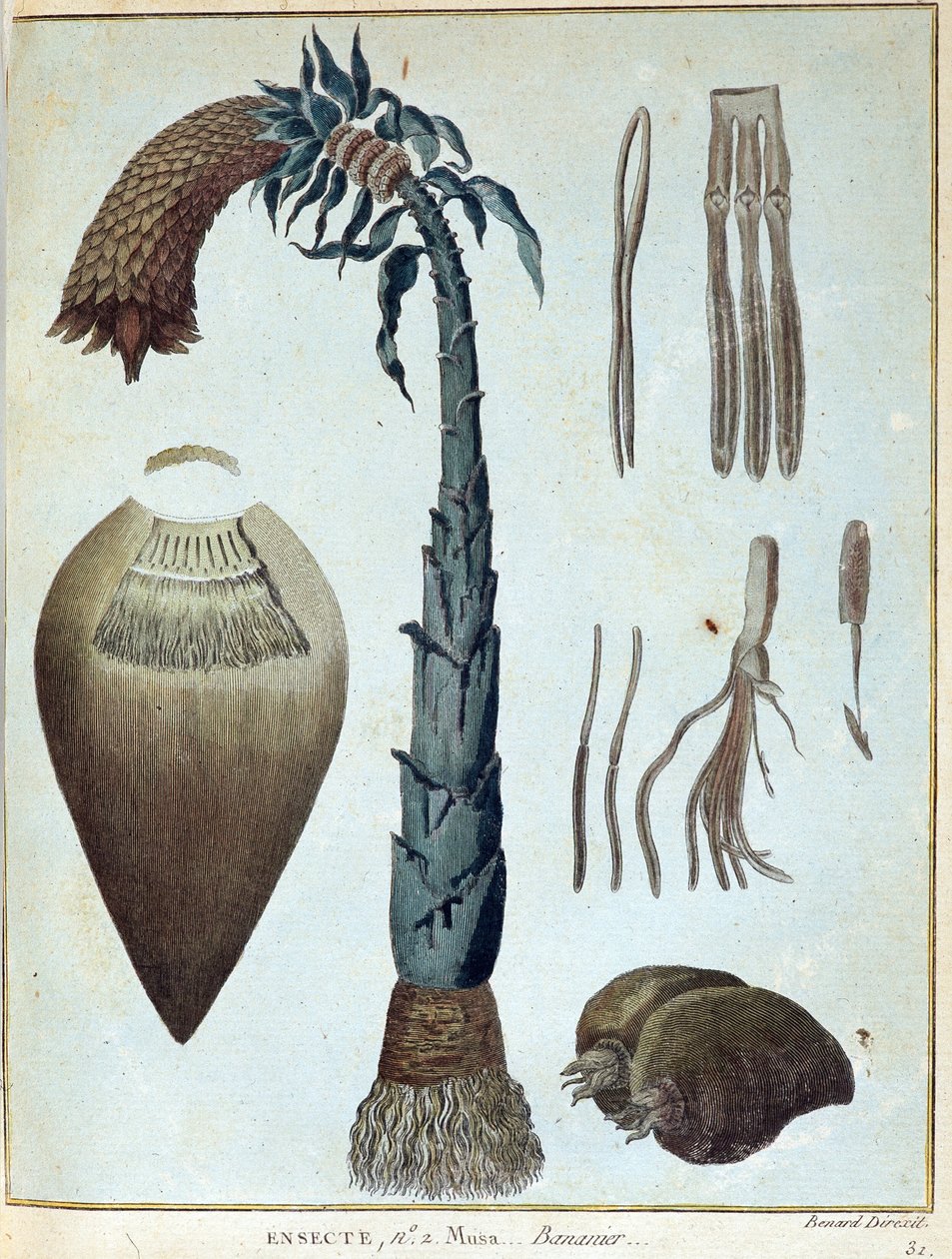 Banane - dans « Voyage en Nubie et en Abyssinie entrepris pour découvrir les sources du Nil pendant les années 1768 à 1772 », par James Bruce, vol. 1, Paris - James Bruce