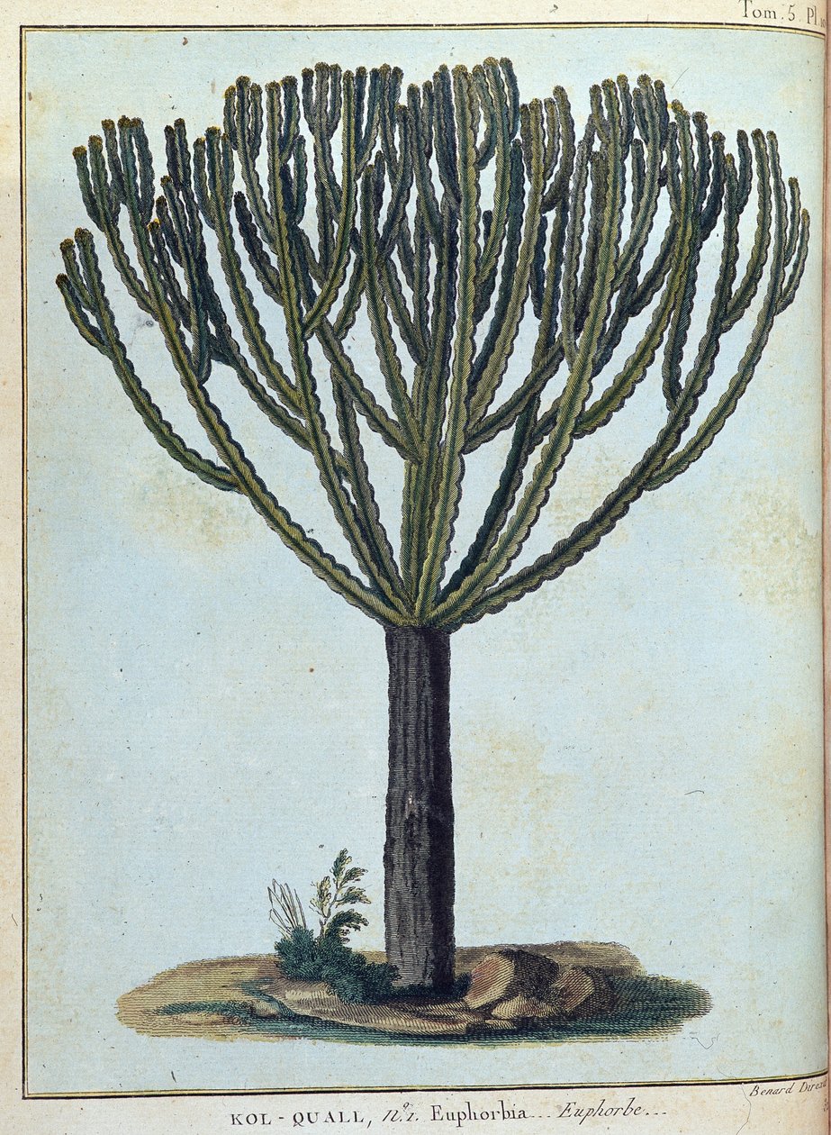 Kol-quall (Kol quall), euphorbia (cactus) - dans "Voyage en Nubie et Abyssinie entrepris pour découvrir les sources du Nil pendant les années 1768 à 1772", par James Bruce, vol. 1, Paris - James Bruce