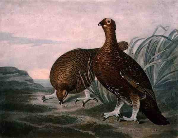 Grouse rouge, planche 8 de British Feather Game, gravée par Charles Turner (1773-1857), pub. par R. Ackermann, c.1810 - James (after) Sillett