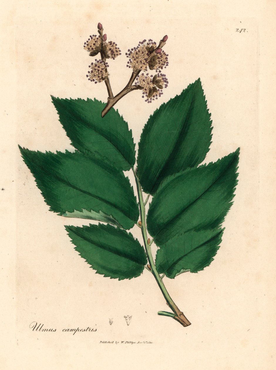 Orme champêtre, Ulmus campestris, d