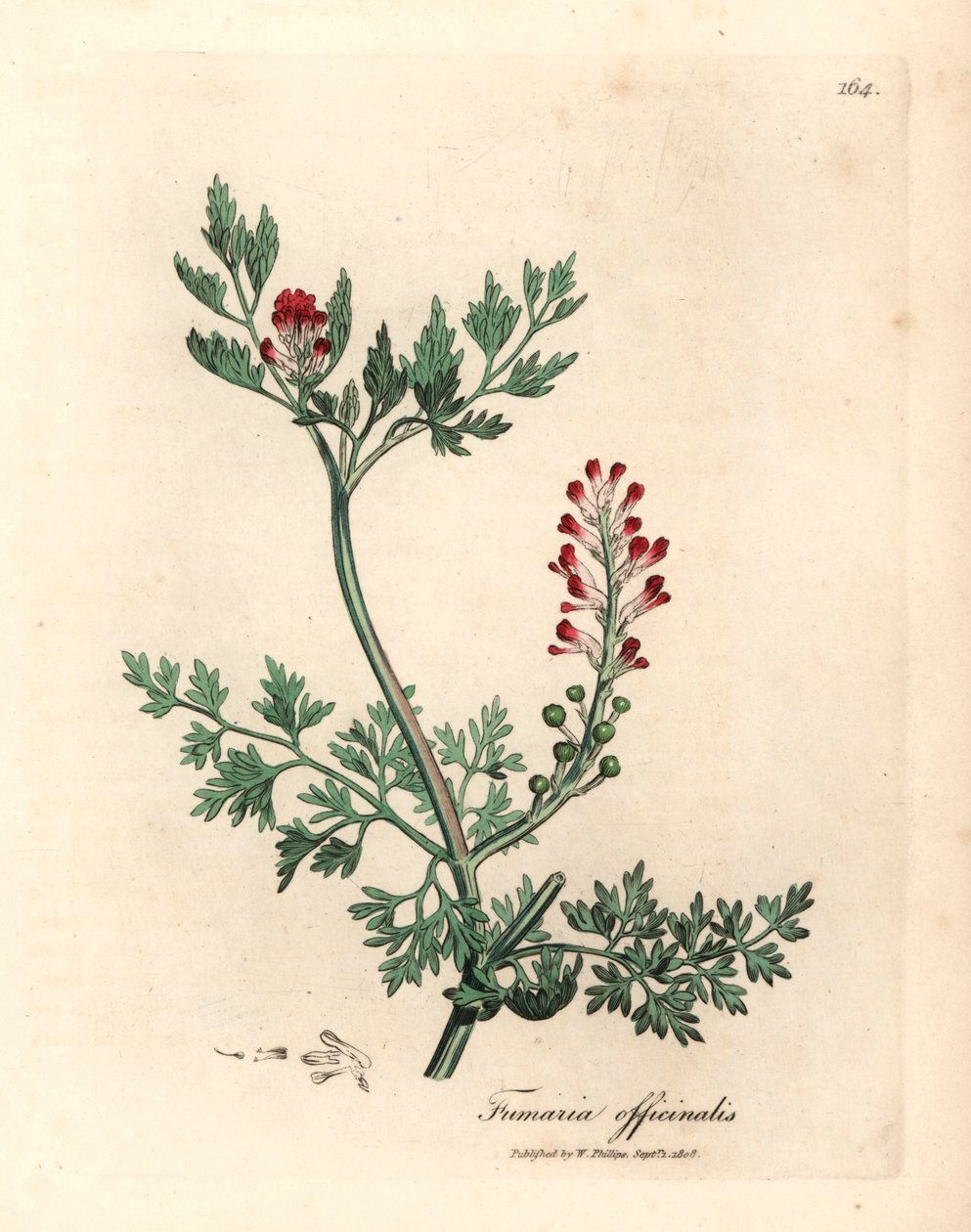 Fumeterre officinale à fleurs cramoisies, Fumaria officinalis, d