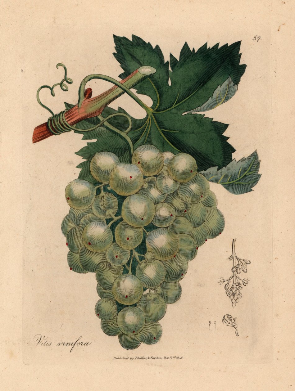 Raisins verts, vigne et feuilles, Vitis vinifera, d