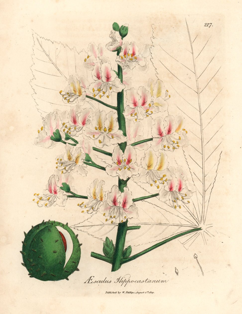 Fleur rose et fruit du marronnier d