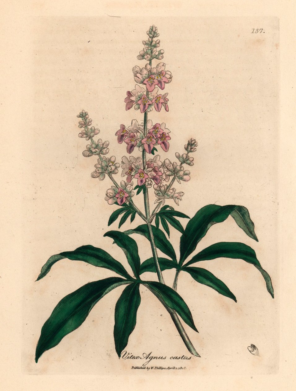 Arbre chaste à fleurs roses, Vitex agnus castus, d