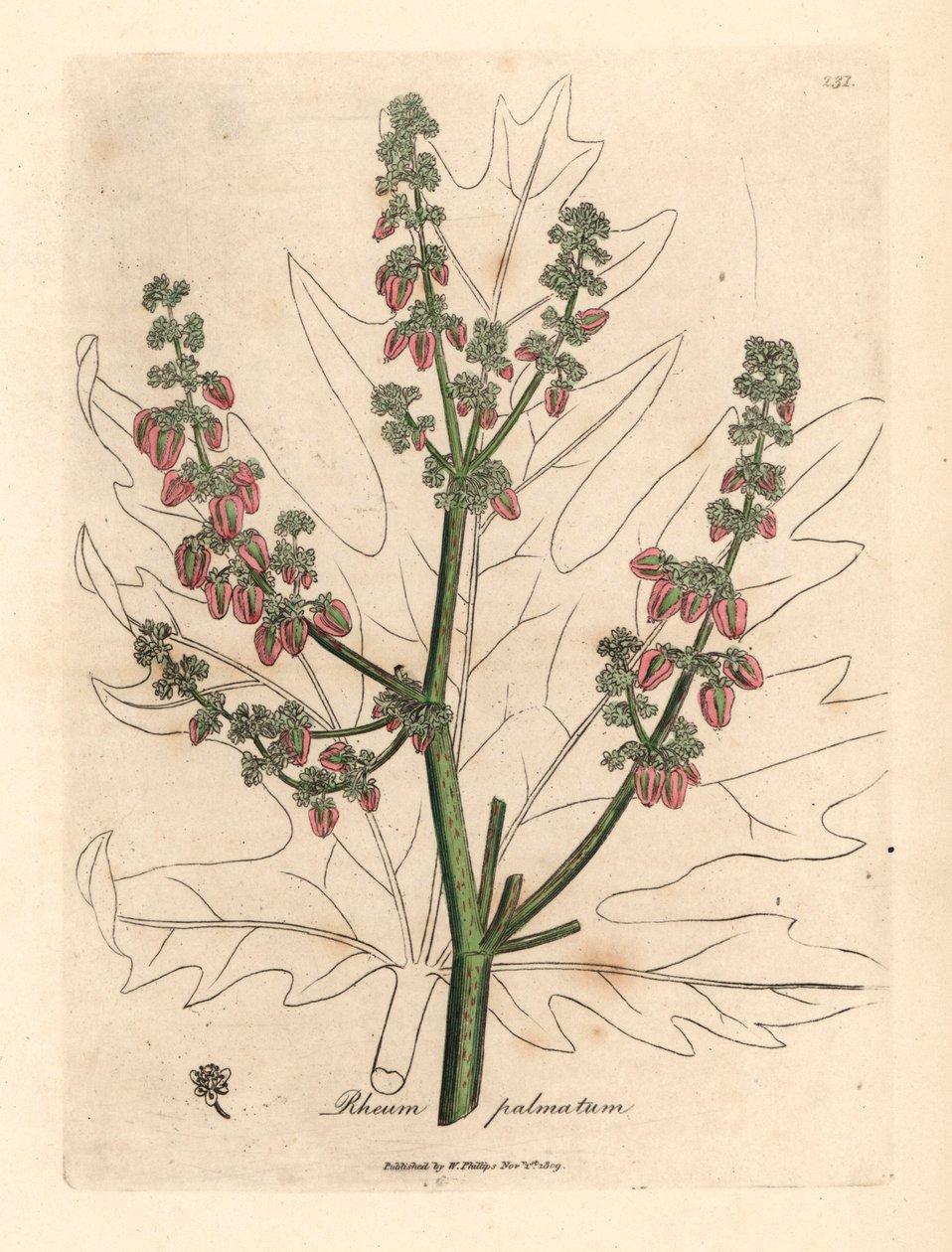 Fleurs et tiges de rhubarbe, contour de feuille, Rheum palmatum, d