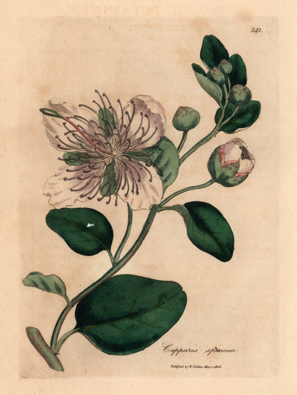 Câprier à fleurs blanches, Capparis spinosa, d
