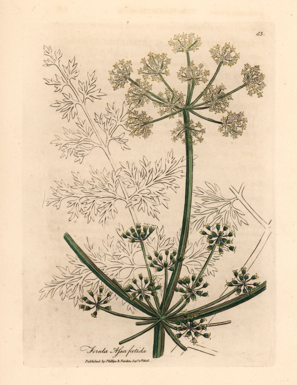 Fenouil géant à fleurs blanches ou asafetida, Ferula assafoetida, d