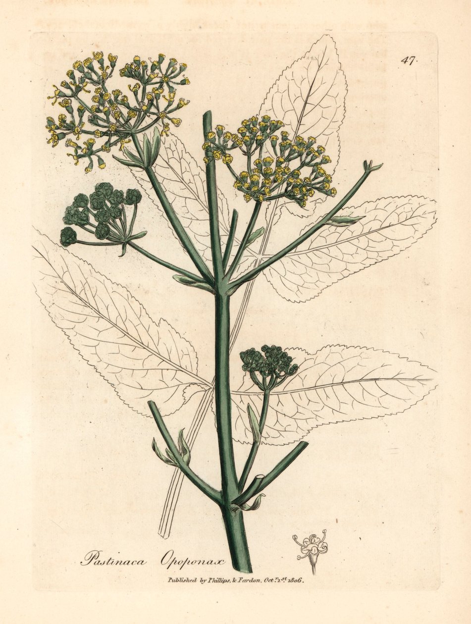 Opopanax à fleurs jaunes ou panais rugueux, Pastinaca opopanax, d