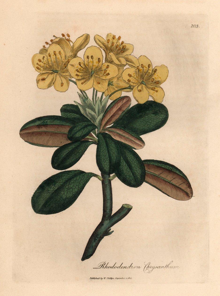 Rhododendron à fleurs jaunes, Rhododendron chrysanthemum, d